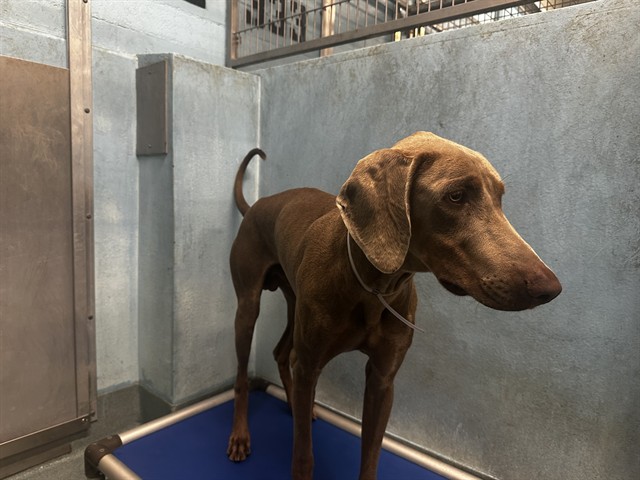 Shelter Stray Male Dog last seen , 4275 Elton St, Baldwin Park, CA 91706, USA