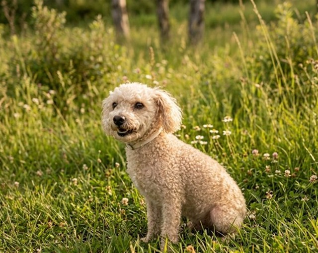 Shelter Stray Male Dog last seen , 4275 Elton St, Baldwin Park, CA 91706, USA