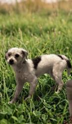 Shelter Stray Female Dog last seen , 4275 Elton St, Baldwin Park, CA 91706, USA