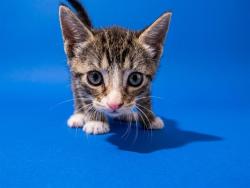 Shelter Stray Female Cat last seen IN A TREE OF THE 8507 BRIERWOOD, 2020 Forest St, Jacksonville, FL 32204, USA