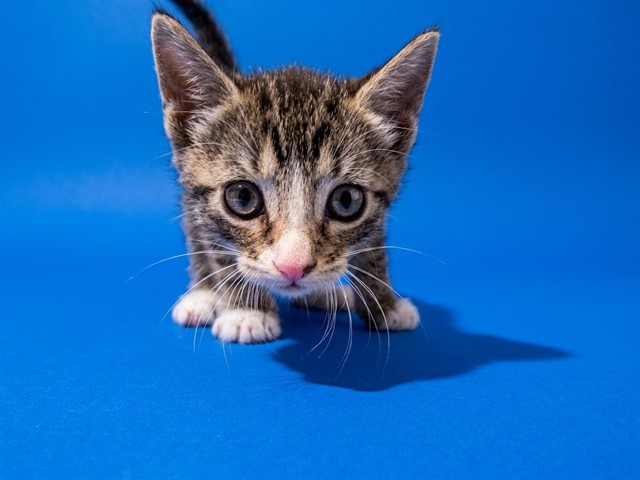 Shelter Stray Female Cat last seen IN A TREE OF THE 8507 BRIERWOOD, 2020 Forest St, Jacksonville, FL 32204, USA