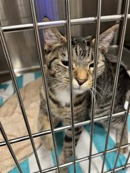 Shelter Stray Female Cat last seen Near BLOCK BISCAYNE BLVD, 3599 NW 79th Ave, Doral, FL 33122, USA