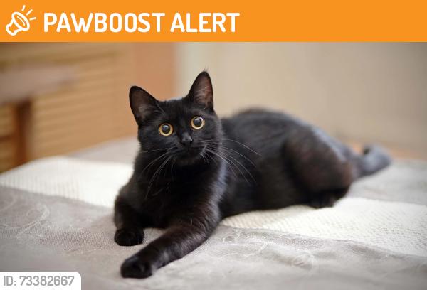 Found/Stray Unknown Cat last seen Opposite premier shop, Bearwood, England B66 4EY