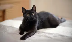 Found/Stray Unknown Cat last seen Opposite premier shop, Bearwood, England B66 4EY