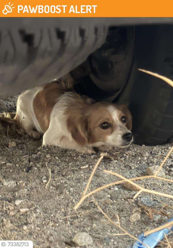 Found/Stray Female Dog last seen Via corto west desert hot springs, Desert Hot Springs, CA 92240
