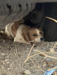 Found/Stray Female Dog last seen Via corto west desert hot springs, Desert Hot Springs, CA 92240