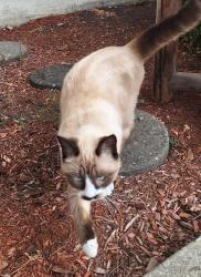 Found/Stray Unknown Cat last seen Russet dr, Keizer, OR 97303