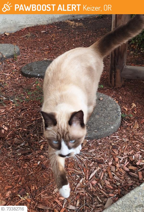 Found/Stray Unknown Cat last seen Russet dr, Keizer, OR 97303