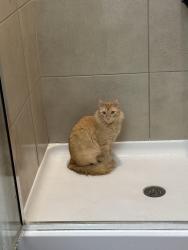 Lost Male Cat last seen Old Denton and Hebron, Carrollton, TX 75010