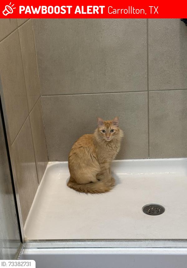 Lost Male Cat last seen Old Denton and Hebron, Carrollton, TX 75010