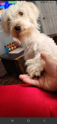 Lost Male Dog last seen Near moffatt Avenue dallas tx 75216, Dallas, TX 75216