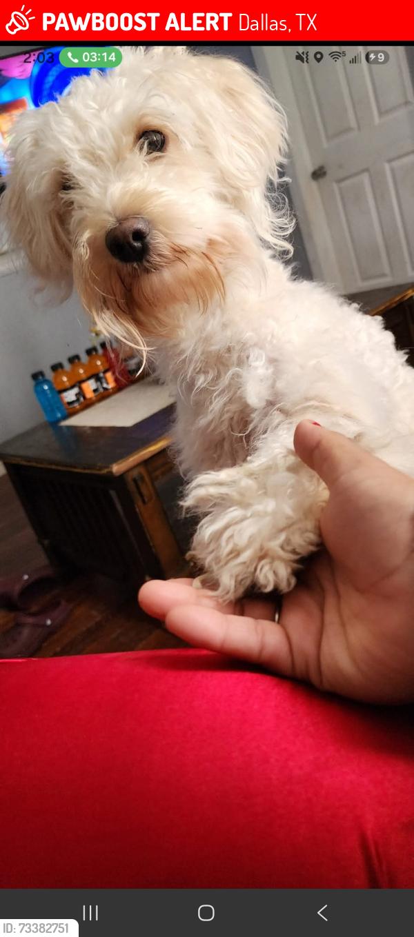 Lost Male Dog last seen Near moffatt Avenue dallas tx 75216, Dallas, TX 75216