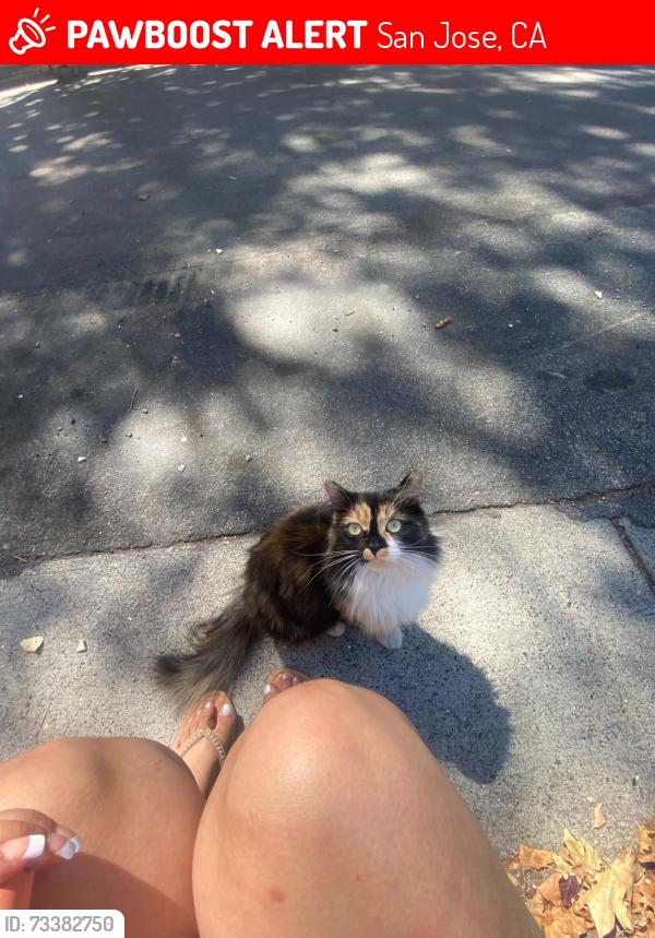 Lost Female Cat last seen Rhodes ct and the Alameda, San Jose, CA 95126
