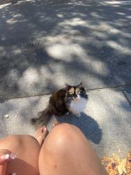 Lost Female Cat last seen Rhodes ct and the Alameda, San Jose, CA 95126