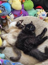 Lost Male Cat last seen Bolsa Ave and Ward street, Garden Grove, CA 92843