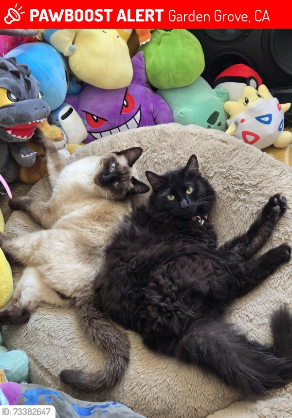 Lost Male Cat last seen Bolsa Ave and Ward street, Garden Grove, CA 92843