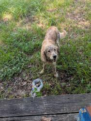 Found/Stray Unknown Dog last seen Near Mohawk Drive, Unit 11 Montgomery, Texas 77316, Panorama Village, TX 77304