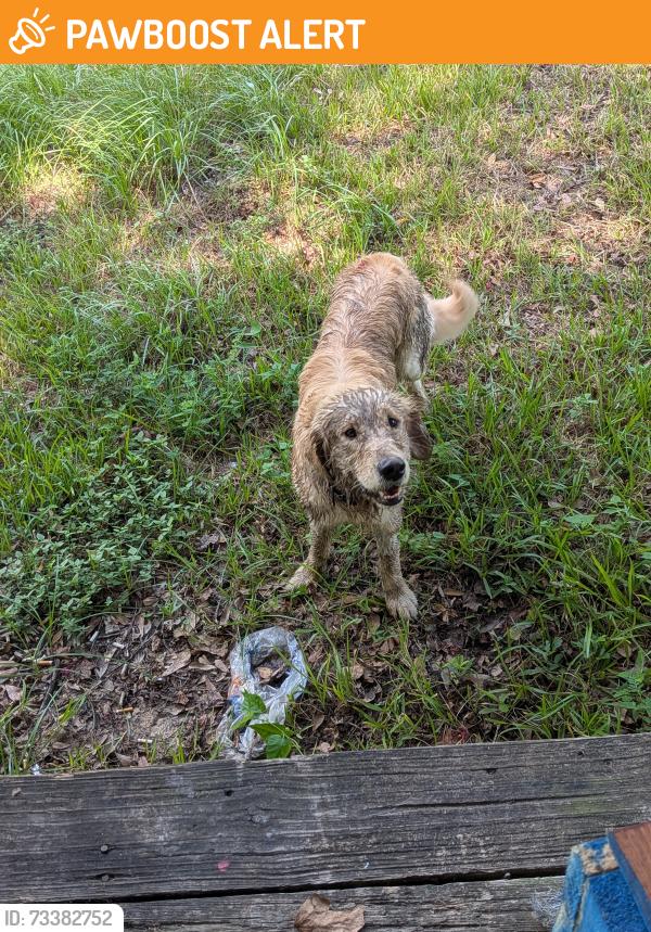 Found/Stray Unknown Dog last seen Near Mohawk Drive, Unit 11 Montgomery, Texas 77316, Panorama Village, TX 77304