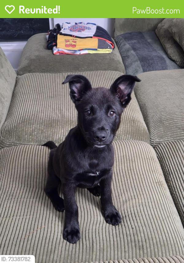 Reunited Female Dog last seen Von Karmen. Tustin Legacy. Walmart, Irvine, CA 92614