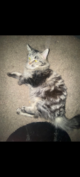 Lost Female Cat last seen Washington Park Bellevue, Bellevue, NE 68005