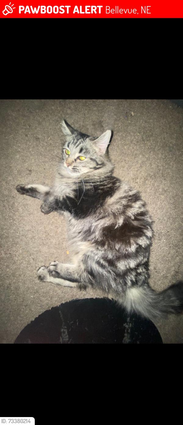Lost Female Cat last seen Washington Park Bellevue, Bellevue, NE 68005