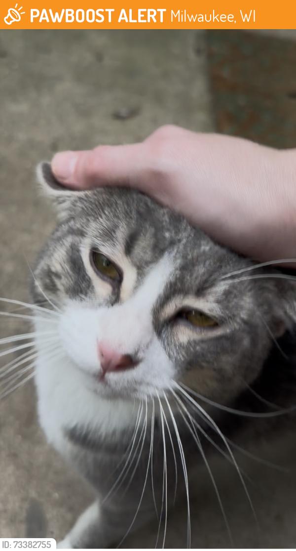 Found/Stray Male Cat last seen 38th and Thurston, Milwaukee, WI 53209