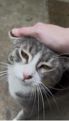 Found/Stray Male Cat last seen 38th and Thurston, Milwaukee, WI 53209