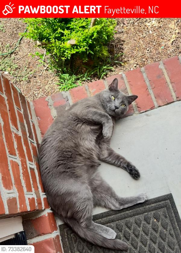 Lost Male Cat last seen Steeple Run Drive, Murphy Road, Fayetteville, NC 28312
