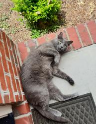 Lost Male Cat last seen Steeple Run Drive, Murphy Road, Fayetteville, NC 28312