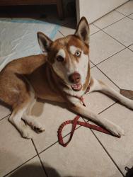 Found/Stray Female Dog last seen Main, Lemon Grove, CA 91945