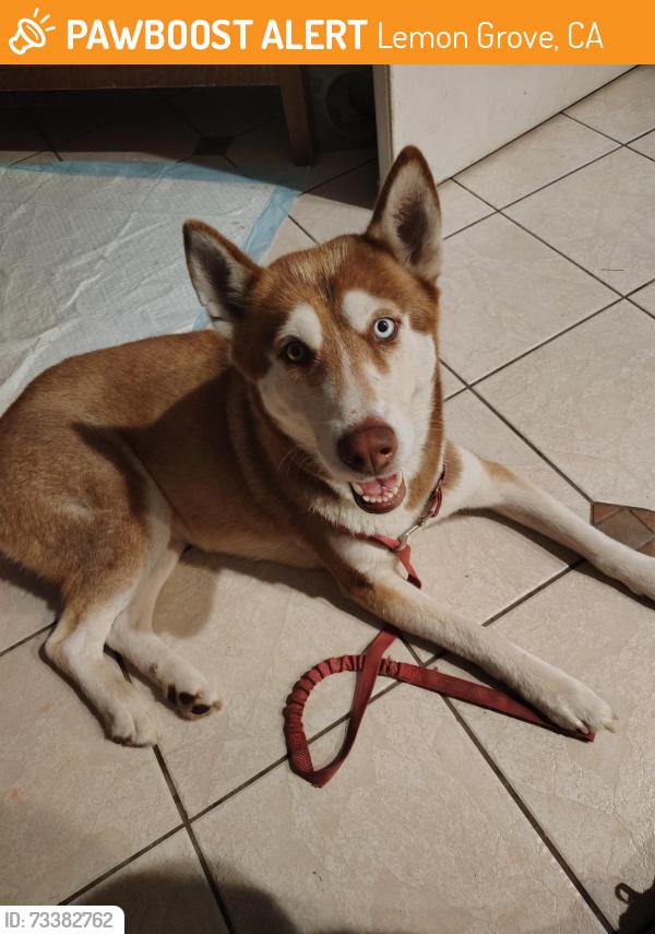Found/Stray Female Dog last seen Main, Lemon Grove, CA 91945