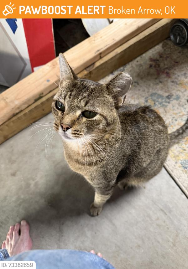 Found/Stray Unknown Cat last seen 129th(Olive) and 81st (Houston), Broken Arrow, OK 74012