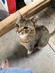 Found/Stray Unknown Cat last seen 129th(Olive) and 81st (Houston), Broken Arrow, OK 74012