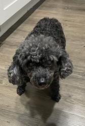 Reunited Female Dog last seen Bissonnet St, Houston, TX 77083, USA, Houston, TX 77083