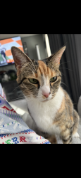 Lost Female Cat last seen 92nd and Lowell, Westminster, CO 80031
