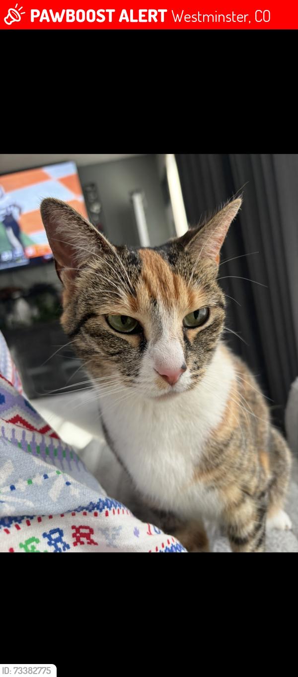 Lost Female Cat last seen 92nd and Lowell, Westminster, CO 80031