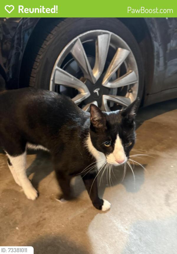 Reunited Unknown Cat last seen Mango dr and Portofino dr, San Diego, CA 92014