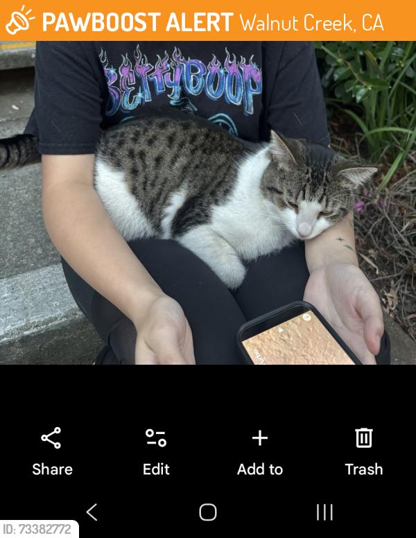 Found/Stray Male Cat last seen The Eaves apmts in Walnut Creek, CA, Walnut Creek, CA 94597