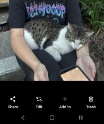 Found/Stray Male Cat last seen The Eaves apmts in Walnut Creek, CA, Walnut Creek, CA 94597