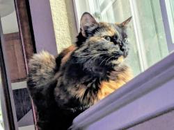 Reunited Female Cat last seen Beth Dr and N Marta, Pleasant Hill, CA 94523