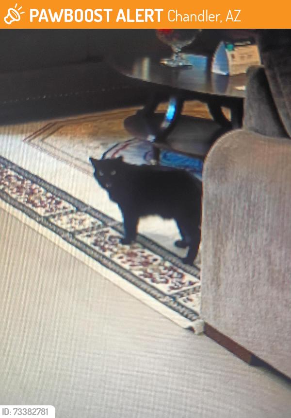 Found/Stray Unknown Cat last seen Aalma School and Warner rd SW corner, Chandler, AZ 85224