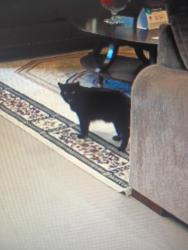 Found/Stray Unknown Cat last seen Aalma School and Warner rd SW corner, Chandler, AZ 85224