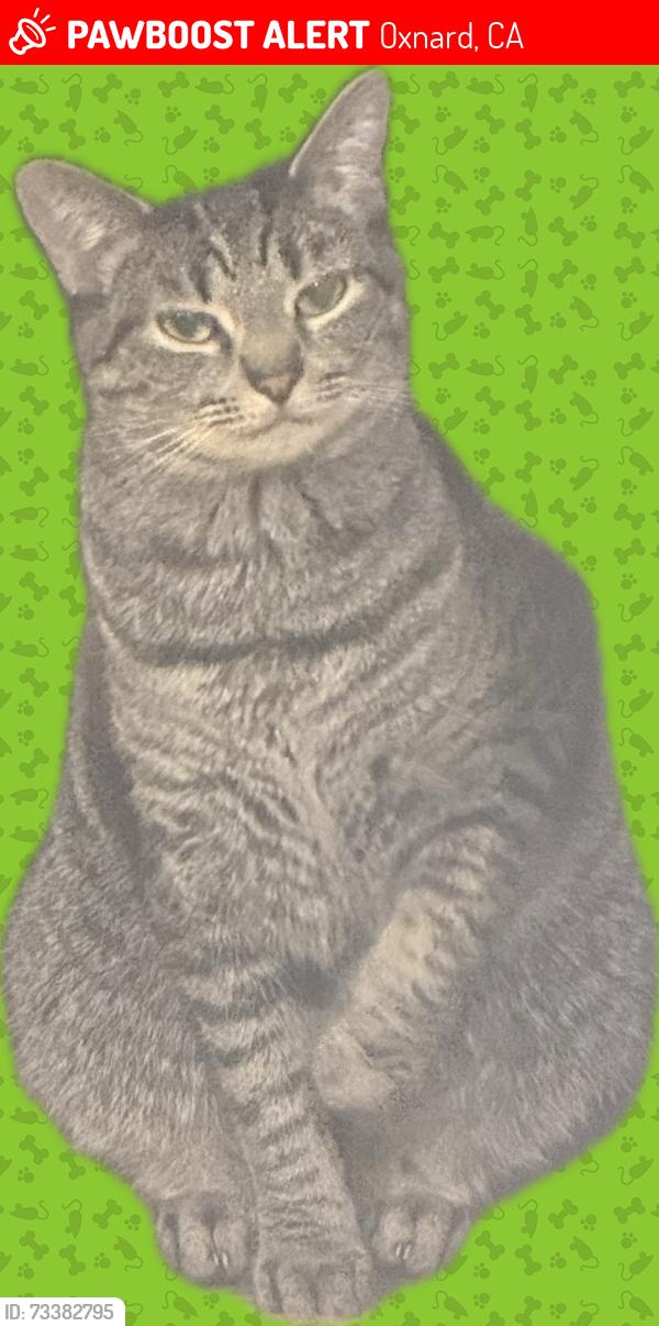 Lost Female Cat last seen Patterson & Dunkirk, Oxnard, CA 93035