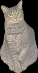 Lost Female Cat last seen Patterson & Dunkirk, Oxnard, CA 93035