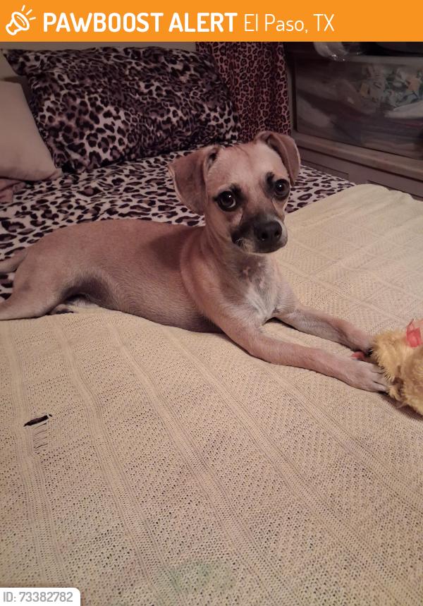 Found/Stray Male Dog last seen Red Maple Dr, El Paso, TX 79938