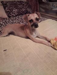 Found/Stray Male Dog last seen Red Maple Dr, El Paso, TX 79938