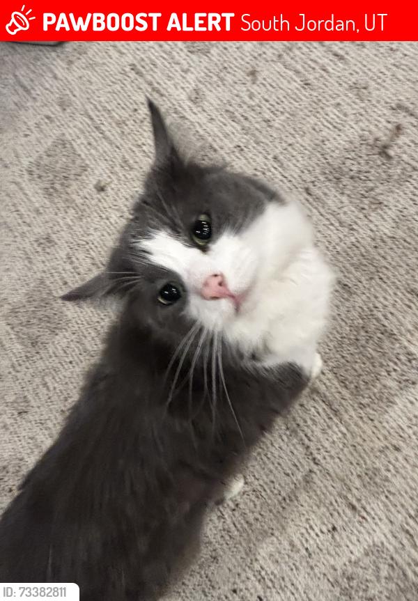 Lost Female Cat last seen Near Chesapeake dr, South Jordan, UT 84095