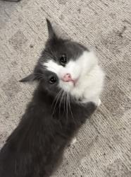 Lost Female Cat last seen Near Chesapeake dr, South Jordan, UT 84095