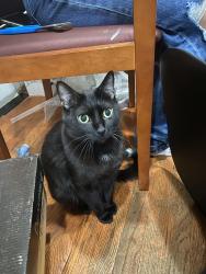 Lost Male Cat last seen West Diversey Ave, Chicago, IL 60639