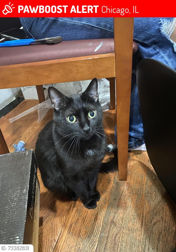 Lost Male Cat last seen West Diversey Ave, Chicago, IL 60639